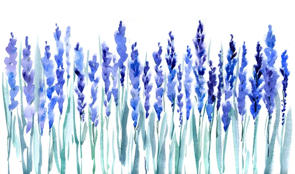 Lavanda grama aquarela — Fotografia de Stock