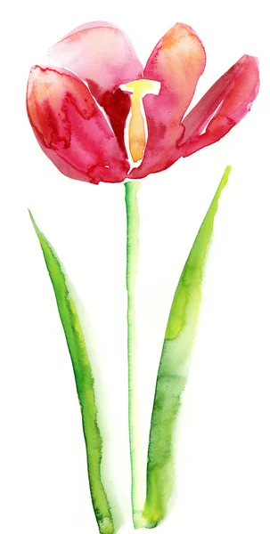 Aquarelle Illustration tulipe rouge — Photo