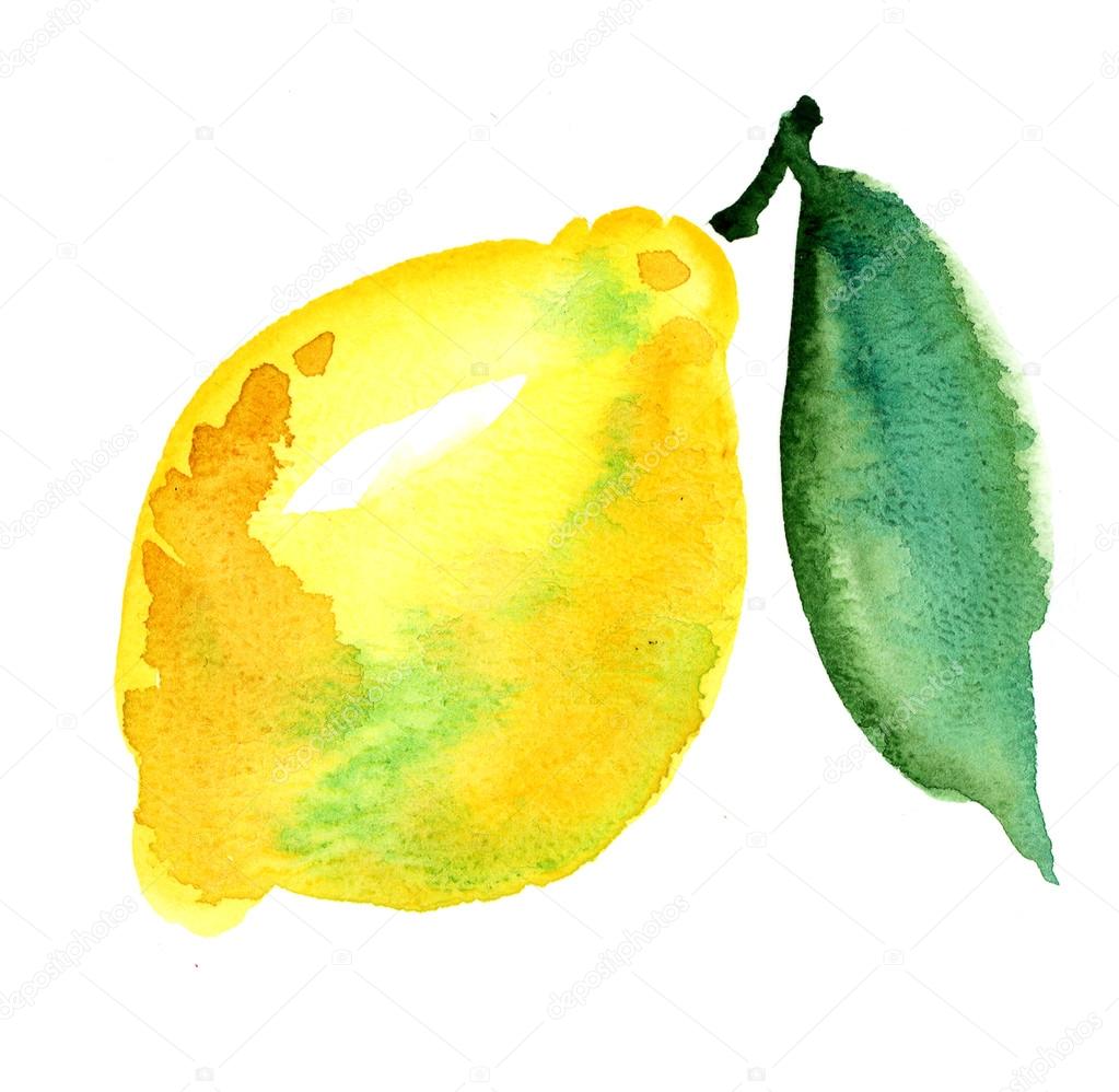 watercolour hand iluustration of lemon fruit