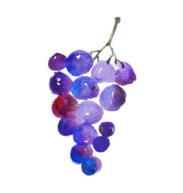 suluboya mavi üzüm kroki. çizilen illüstrasyon el