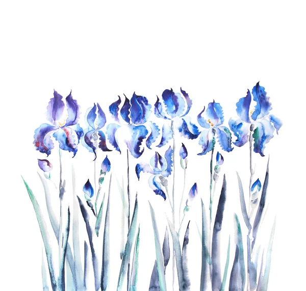 Isolated  iris flower watercolor illustration — Stock Photo, Image