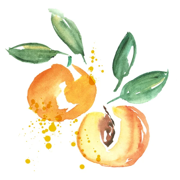Εικονογράφηση ακουαρέλα φρούτων βερίκοκων. χέρι συντάσσονται ζωγραφική εικόνα — Φωτογραφία Αρχείου