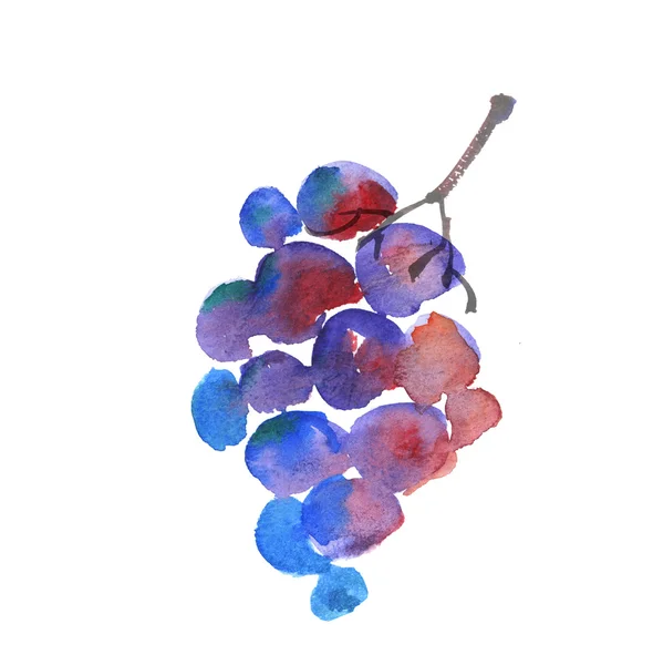 Niebieski szkic akwarela winogron. ręcznie rysowane wina kiść winogron — Zdjęcie stockowe