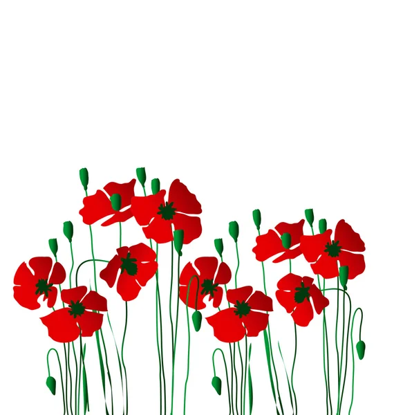 Poppy flor conceito vetor ilustração —  Vetores de Stock