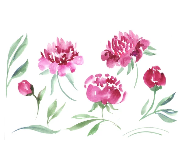 Pink peony flower watercolor illustration. — Stock Photo, Image