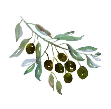 Beyaz arka plan illüstrasyon zeytin ağacı dalı. sulu boya bir