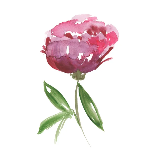 Rose fleur de pivoine aquarelle illustration . — Photo