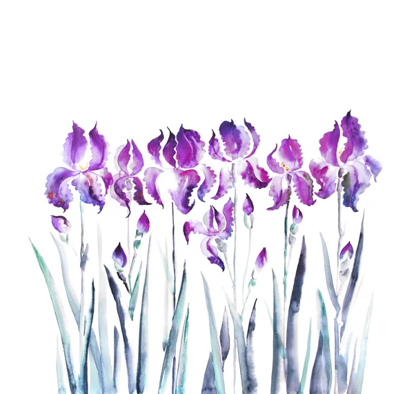 Isolated iris flower garden watercolor illustration — Stock Photo, Image