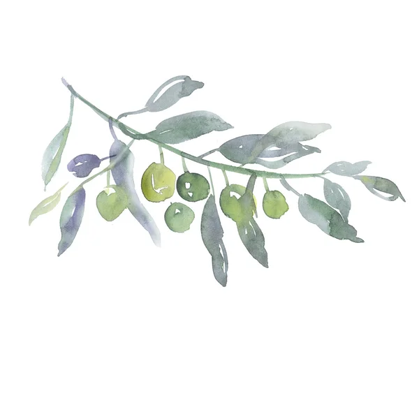 Зелена гілка оливкового дерева на білому тлі ілюстрації. водіння — стокове фото