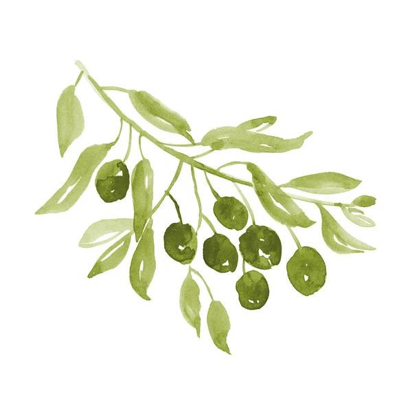 Green olive tree branch on white background illustration. waterc — Stock Photo, Image