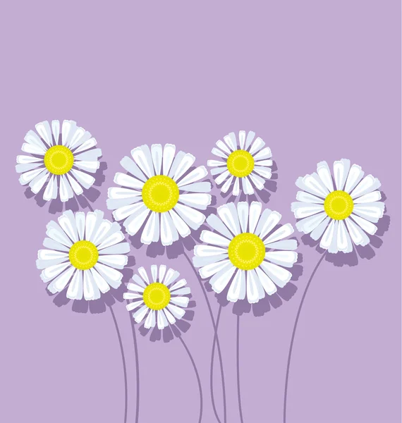 Bouquet marguerite sur fond violet pastel vecteur illustrat — Image vectorielle