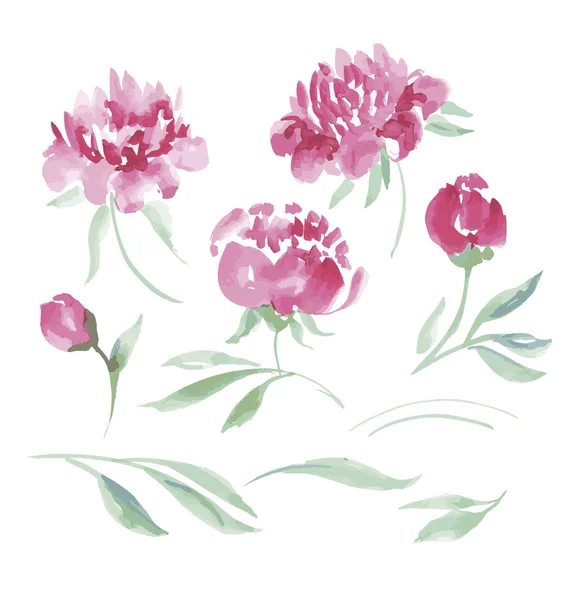 Pink peony watercolor flowers kit for design. watercolor hand dr — Stock Vector