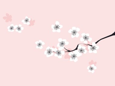 Beyaz çiçek açan sakura dalı. Japon kiraz ağacı. Vektör 
