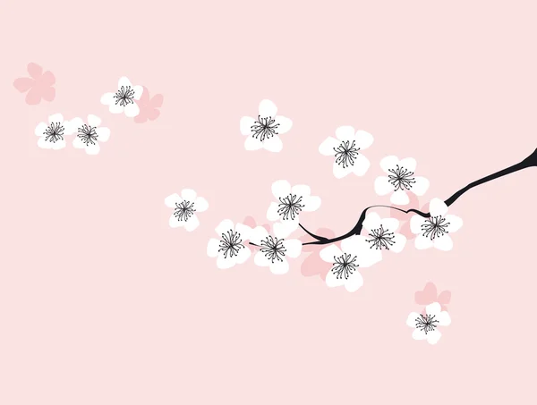白い桜の枝。日本の桜。ベクトル — ストックベクタ