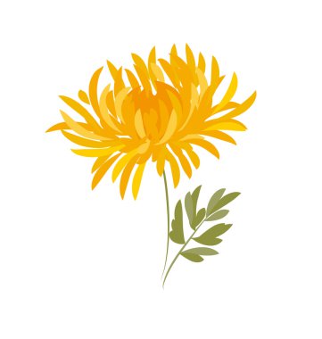 sonbahar krizantem çiçeği. altın-papatya çiçek vektör illustra