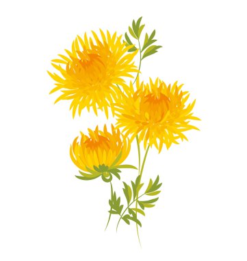 sonbahar krizantem çiçeği. altın-papatya çiçek vektör illustra