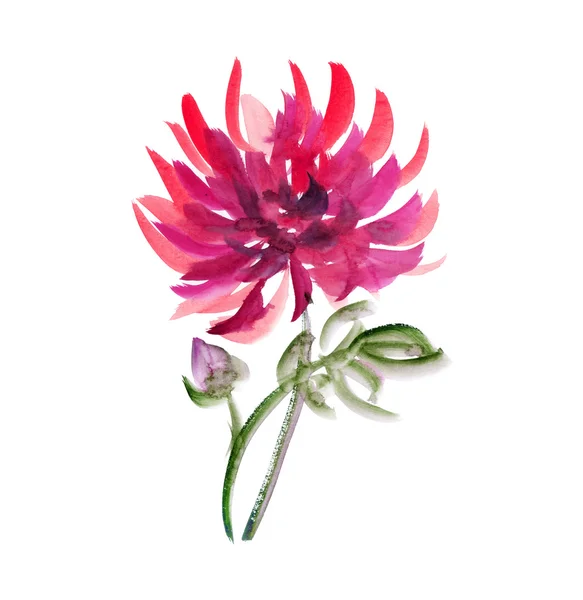 Çiçek suluboya dahlia. kırmızı aster, krizantem deseni. Fidancı — Stok fotoğraf