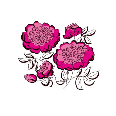 pembe peony çiçek kroki. Bahar çiçek vektör çizim. BRU