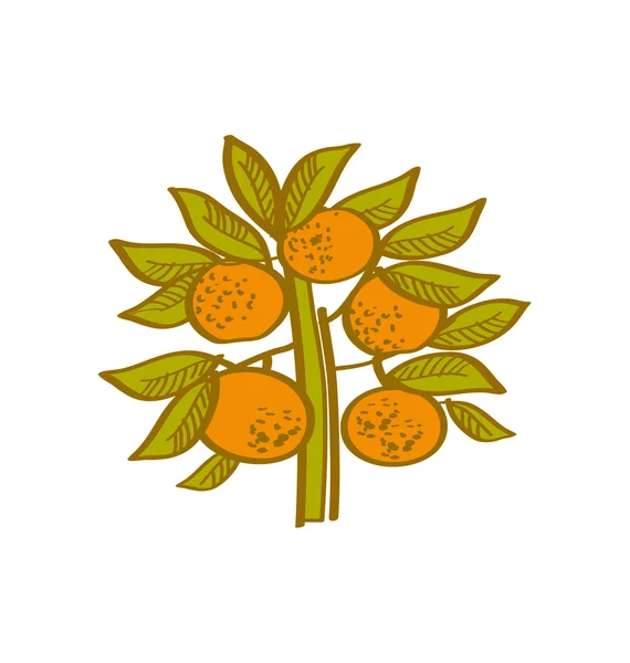 Laranja mão elemento desenhado. ilustração do vetor citrino tangerina —  Vetores de Stock