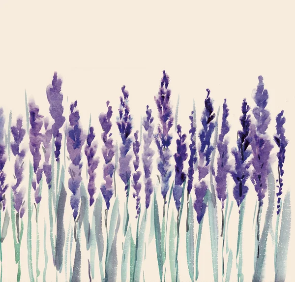 French lavander watercolor illustration — Stock Photo, Image