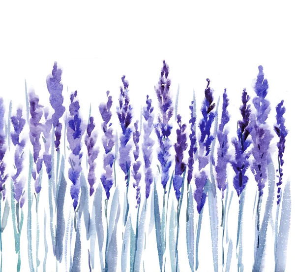 Franse lavendel aquarel illustratie — Gratis stockfoto