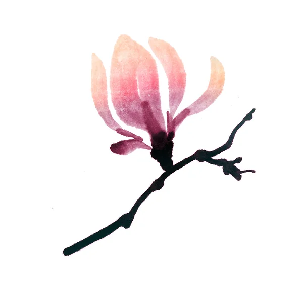 Magnolia bloesem aquarel illustratie — Stockfoto