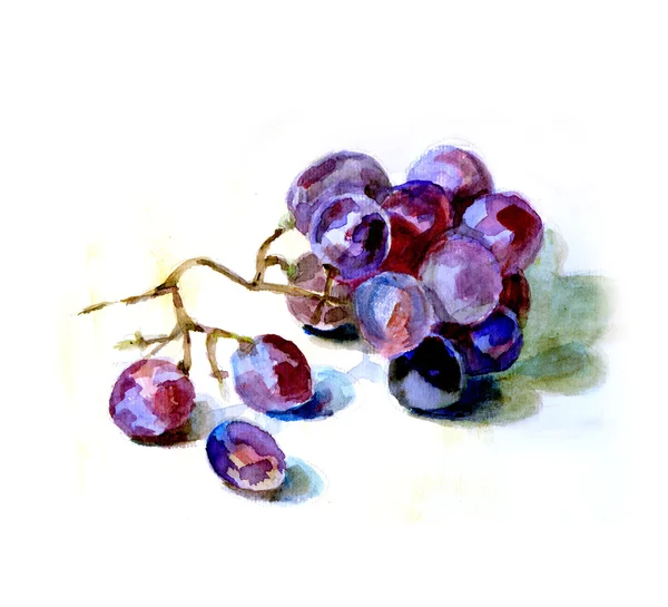 Illustration aquarelle de raisin bleu — Photo