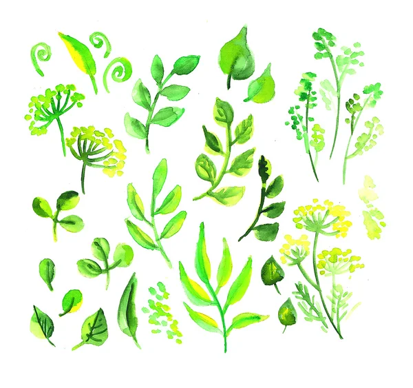 Acuarela hojas verdes elemento de diseño — Foto de Stock
