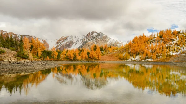 Zlatý Modřín Podzim Odrážel Horském Tarnu Nachází Pohoří Purcell Mountain — Stock fotografie