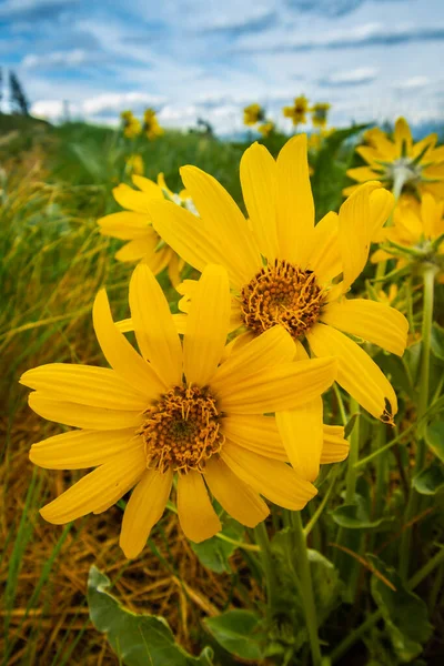 Egy Sárga Balsomroot Virág Tavasszal Egy Zöld Mezőn Egy Felhős Stock Kép