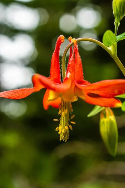 Μακρο Μιας Κόκκινης Κολομπίνης Aquilegia Canademsis Royalty Free Φωτογραφίες Αρχείου