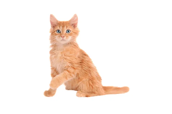 Şok ifadesi ile turuncu kedicik — Stok fotoğraf