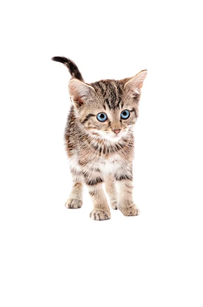 Cute Tabby Kitten with Blue Eyes — Stock Photo, Image