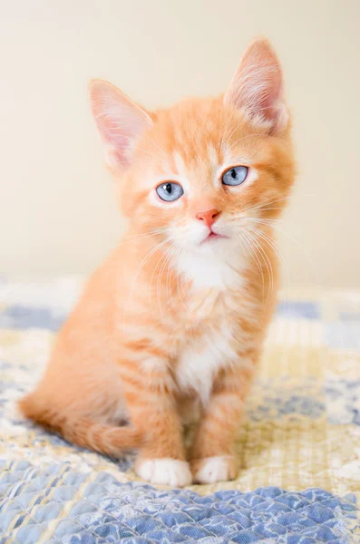 Gatinho laranja bonito sentado em uma colcha azul e amarela — Fotografia de Stock