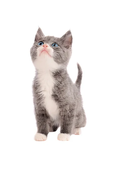 Adorable grey and white kitten looking up — Stock Photo, Image