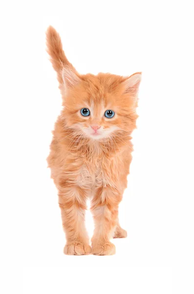 Sad looking ginger kitten with a white background — Stock Photo, Image