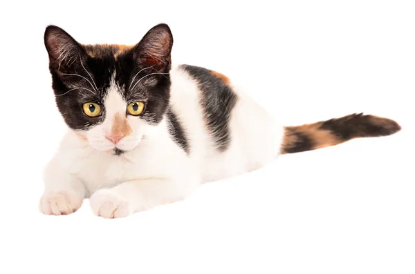 Adorable calico kitten laying on white background — Stock Photo, Image