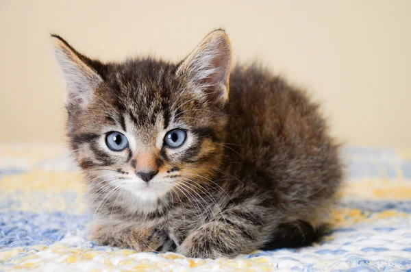 Αξιολάτρευτο Tabby γατάκι σε μπλε και κίτρινο πάπλωμα — Φωτογραφία Αρχείου