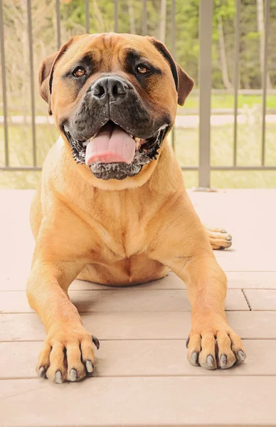 Bullmastiff köpek bir veranda döşeme