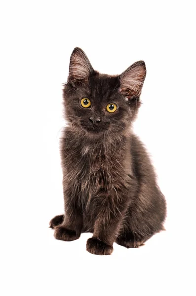 Fluffy Black Kitten — Stock Photo, Image