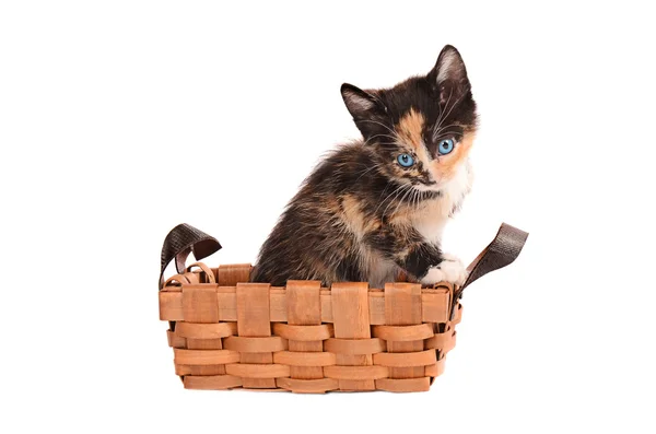 Calico Kitten em uma cesta — Fotografia de Stock