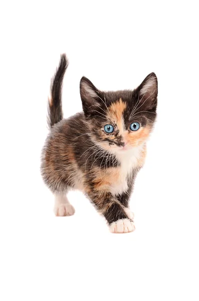 Calico Kitten berdiri — Stok Foto