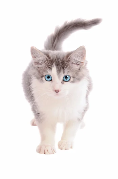 White and Grey Kitten — Stock Photo, Image