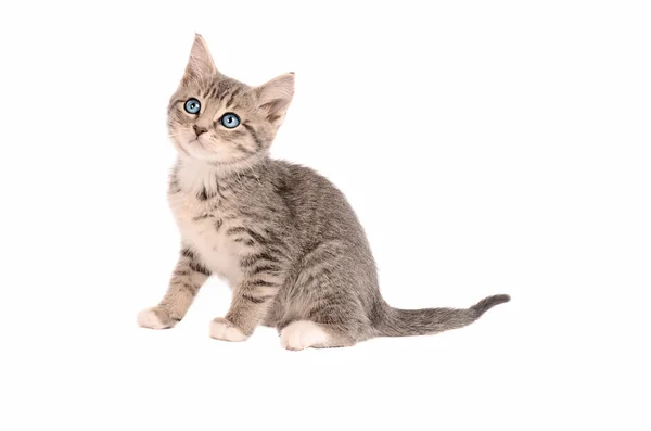 Oturma Tabby yavru kedi — Stok fotoğraf