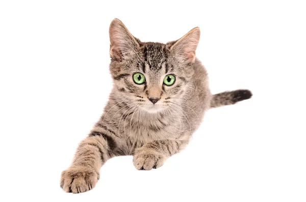 Tříbarevné kotě dosahující — Stock fotografie