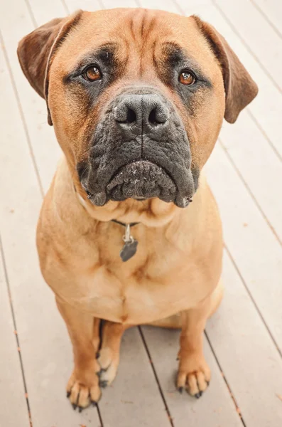 Sad Bull Mastiff Dog — Stock Photo, Image