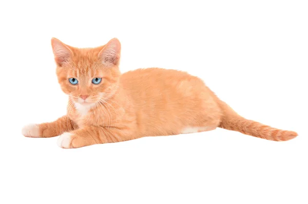Raivoso gatinho laranja — Fotografia de Stock
