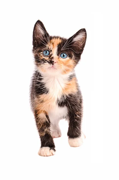 Adorable Calico Cat — Φωτογραφία Αρχείου