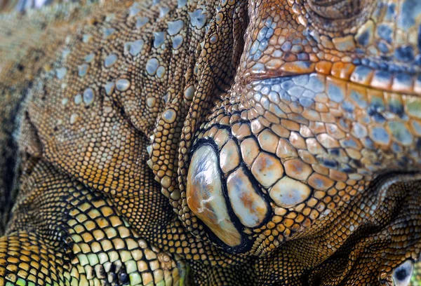 Iguana deri detay