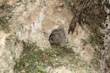 Taurian bozkırında gizlenmiş bir tilki deliği. Zaporozhye bölgesi, Ukrayna. Kasım 2017